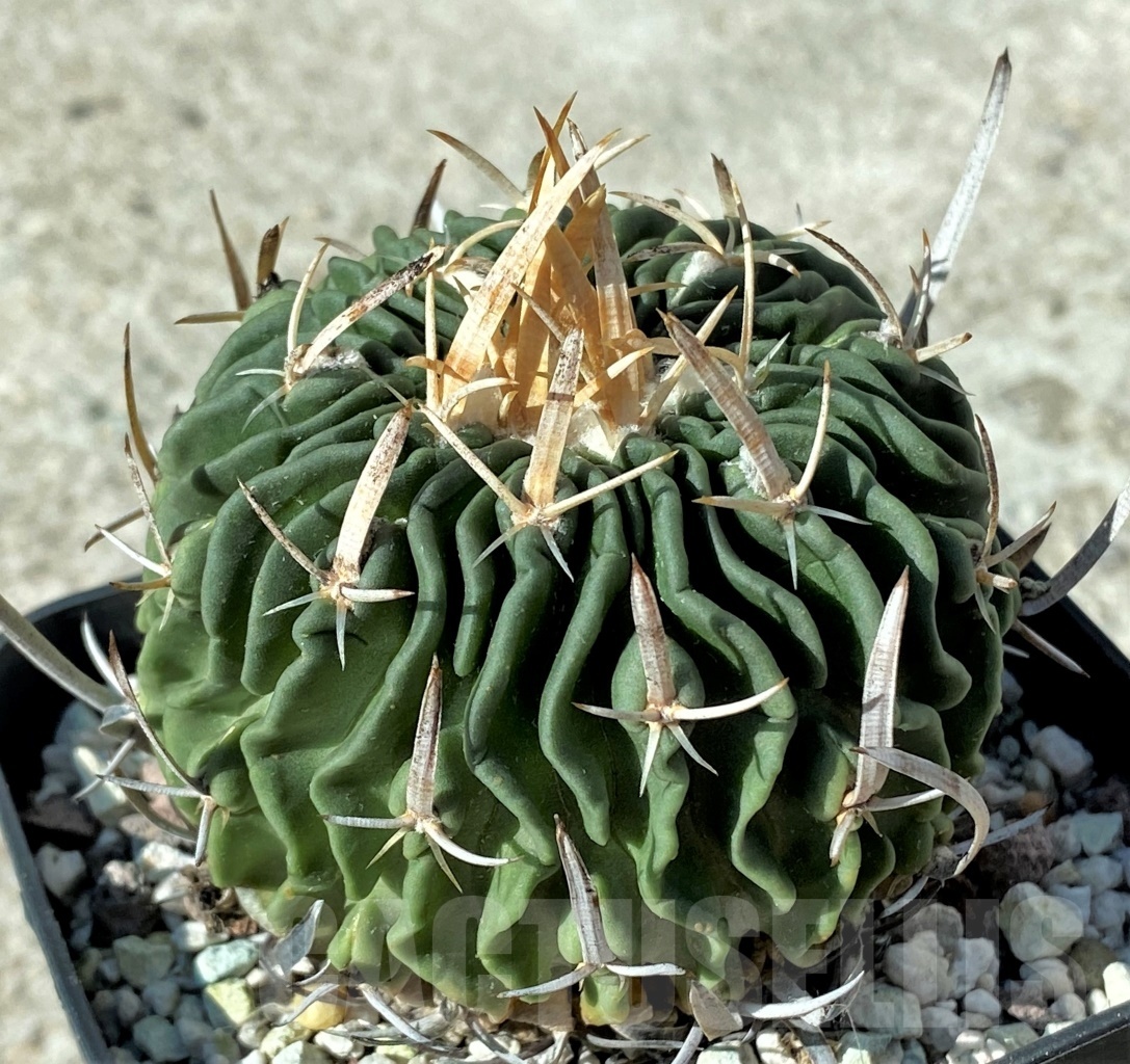 SHPR12137 Stenocactus pentacanthus ssp. tusensis CB 011070