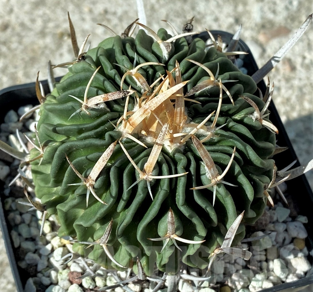 SHPR12137 Stenocactus pentacanthus ssp. tusensis CB 011070 – Bild 2