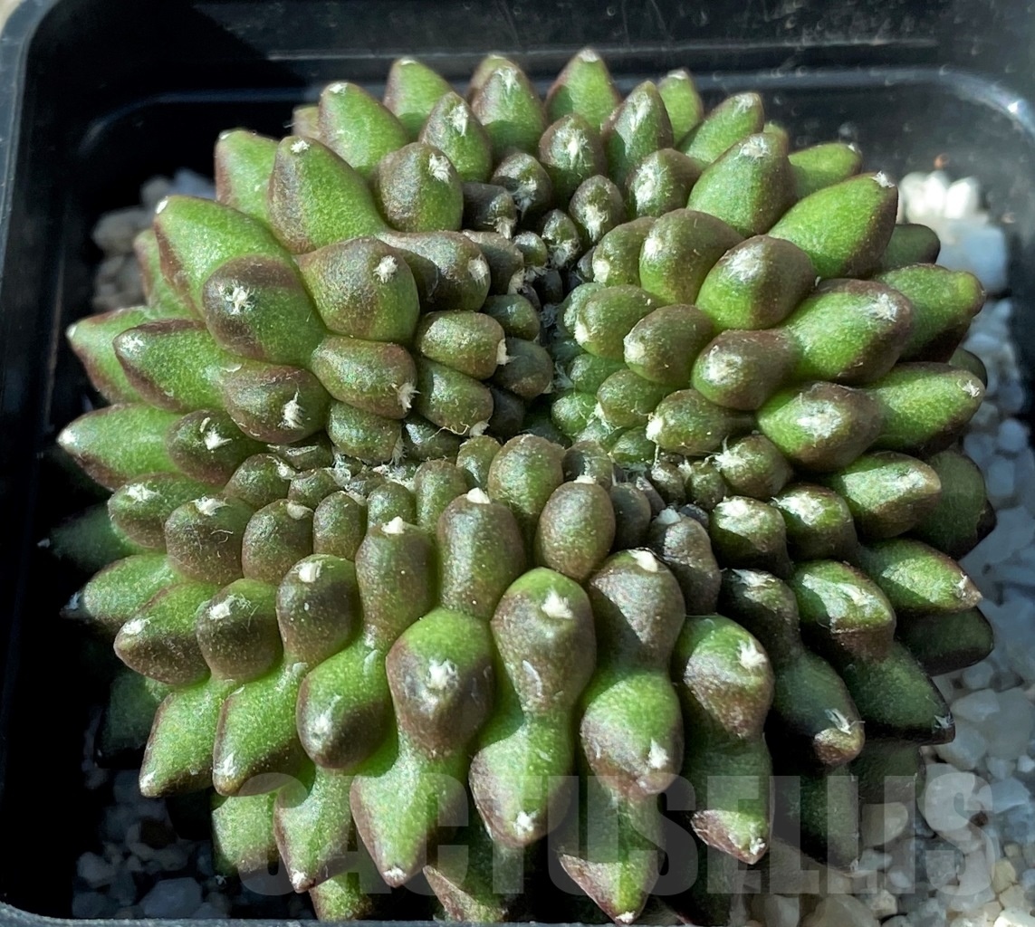SHPR12138 Gymnocalycium hybrid f. inermis cristata