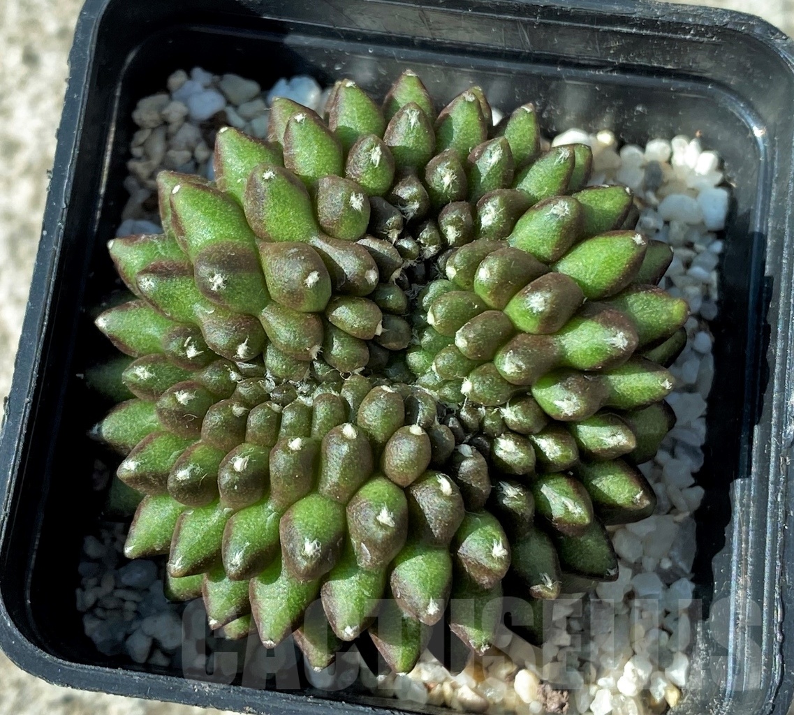 SHPR12138 Gymnocalycium hybrid f. inermis cristata – Bild 2