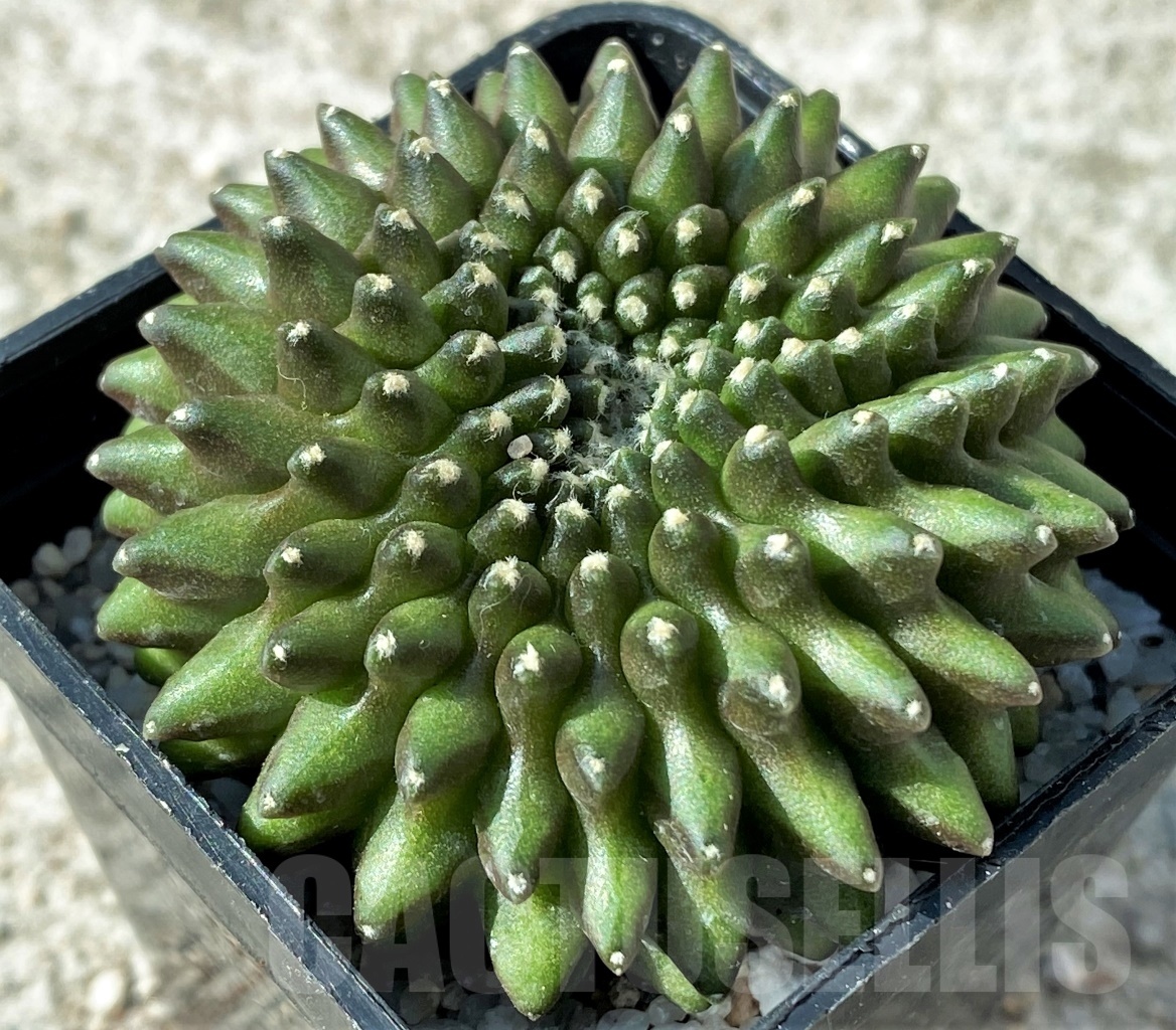 SHPR12139 Gymnocalycium hybrid f. inermis cristata