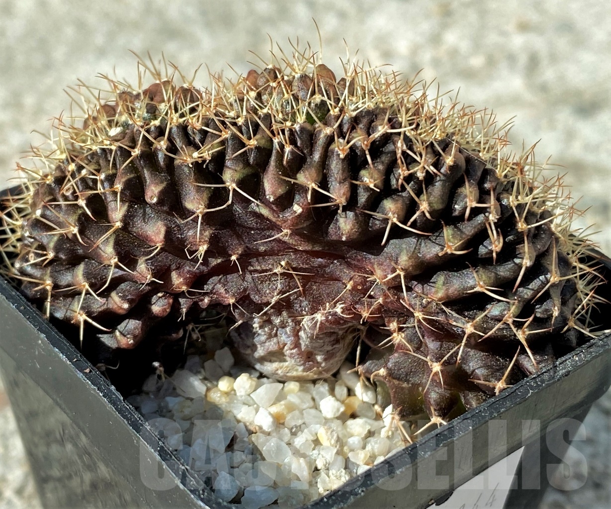 SHPR12144 Gymnocalycium mihanovichii f. cristata