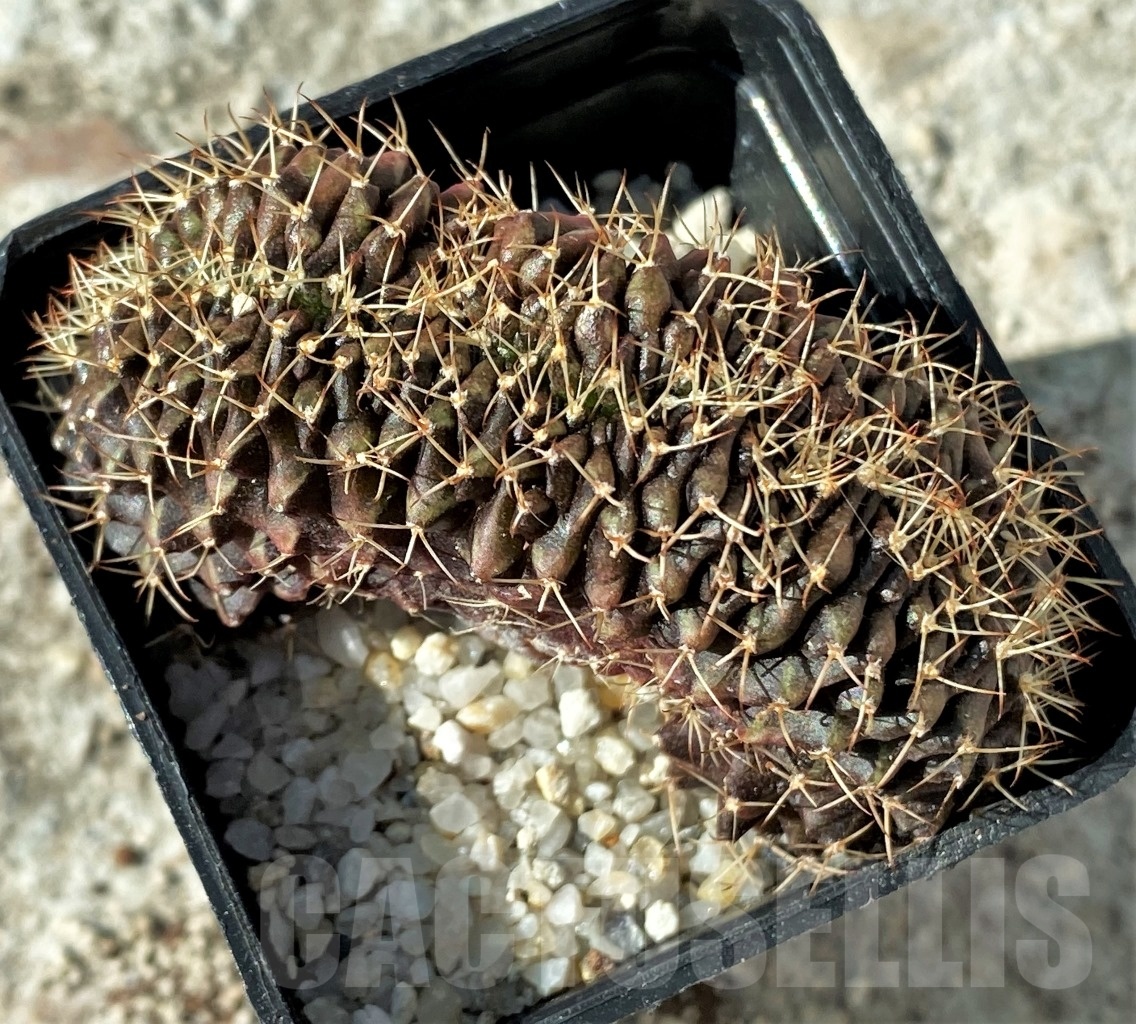 SHPR12144 Gymnocalycium mihanovichii f. cristata - Image 2