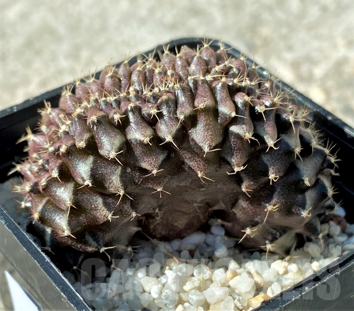 SHPR12145 Gymnocalycium mihanovichii f. cristata
