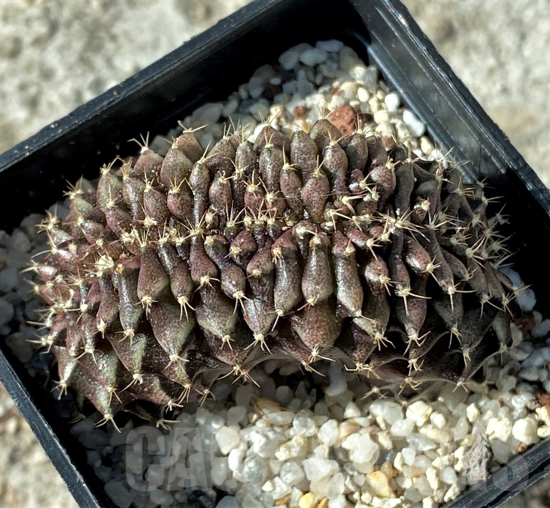 SHPR12145 Gymnocalycium mihanovichii f. cristata - Image 2