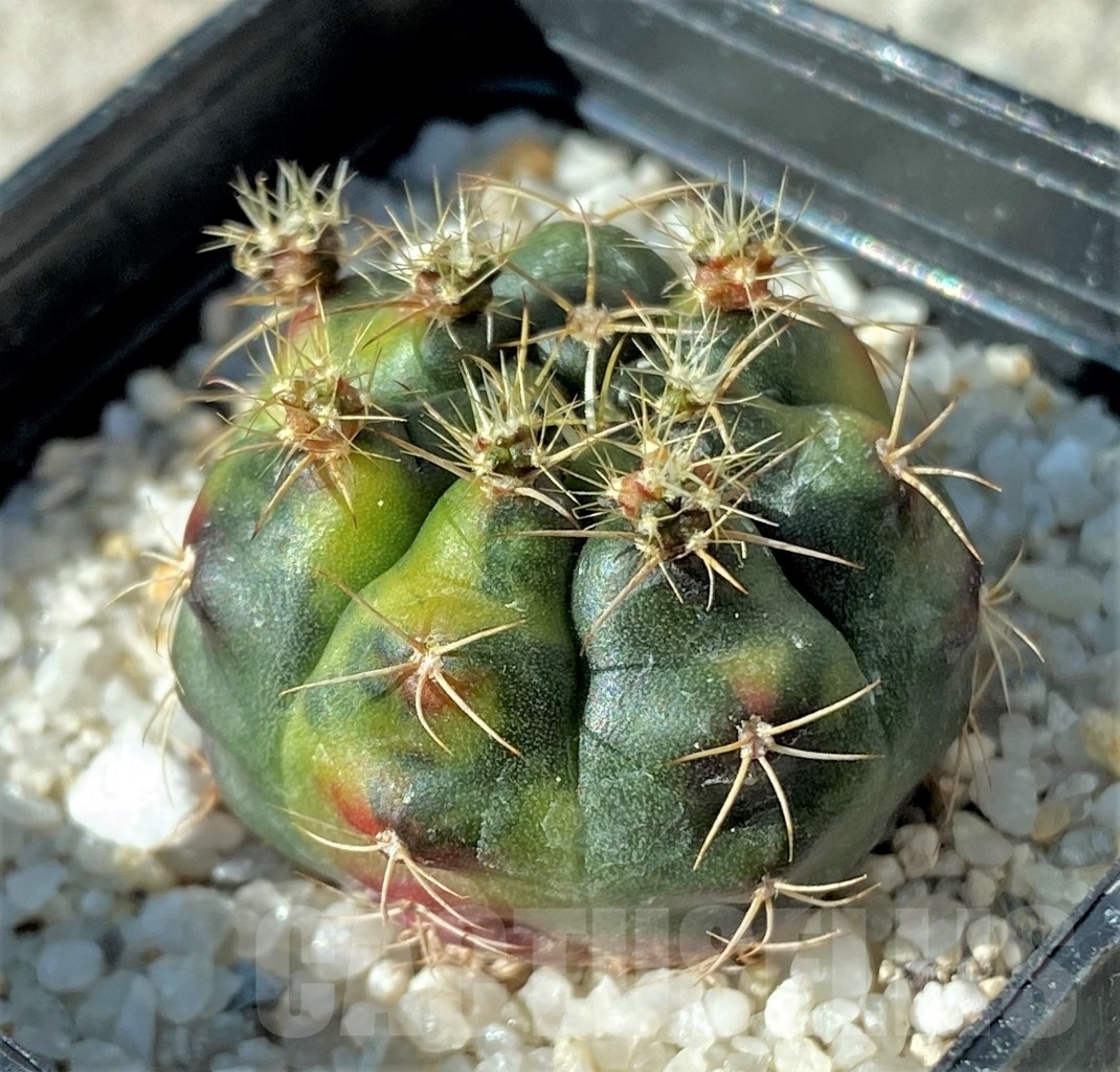 SHPR12149 Gymnocalycium damsii f. variegata