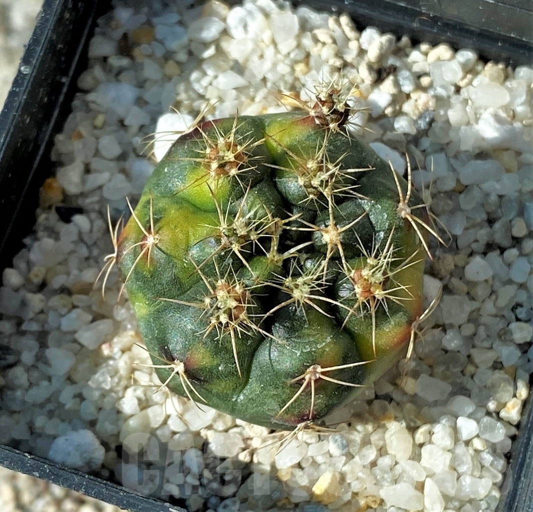 SHPR12149 Gymnocalycium damsii f. variegata – Bild 2