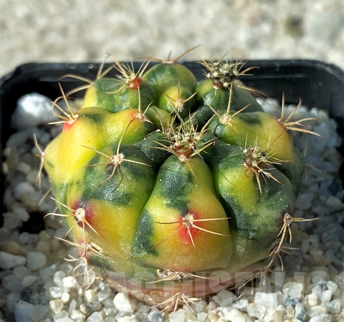 SHPR12150 Gymnocalycium damsii f. variegata