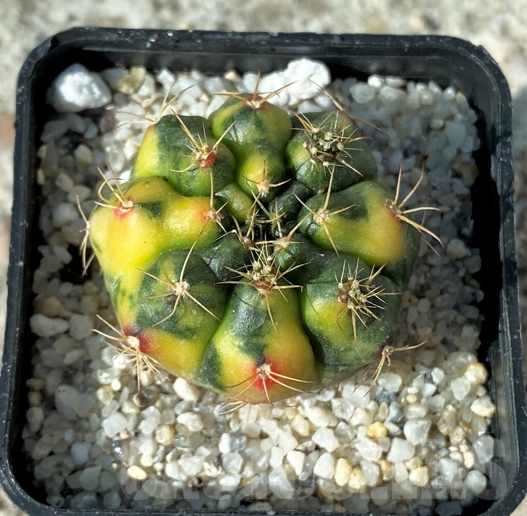 SHPR12150 Gymnocalycium damsii f. variegata - Obrázek 2