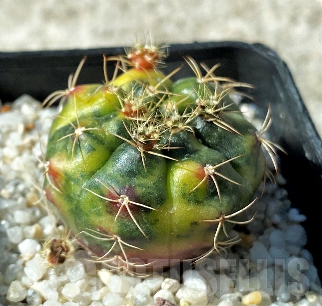 SHPR12151 Gymnocalycium damsii f. variegata