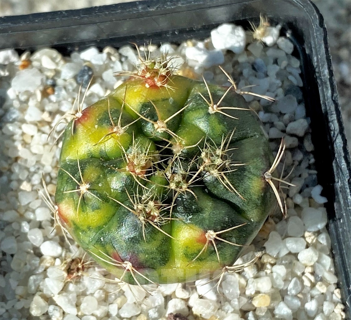 SHPR12151 Gymnocalycium damsii f. variegata - Obrázek 2
