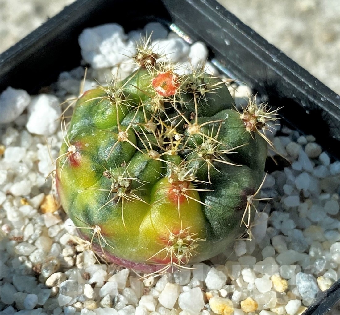 SHPR12152 Gymnocalycium damsii f. variegata