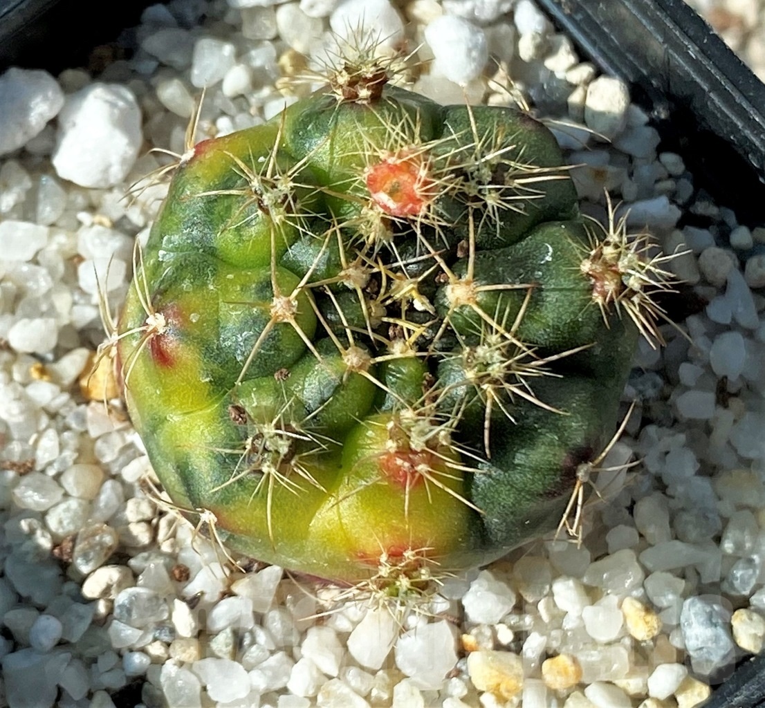 SHPR12152 Gymnocalycium damsii f. variegata - Image 2