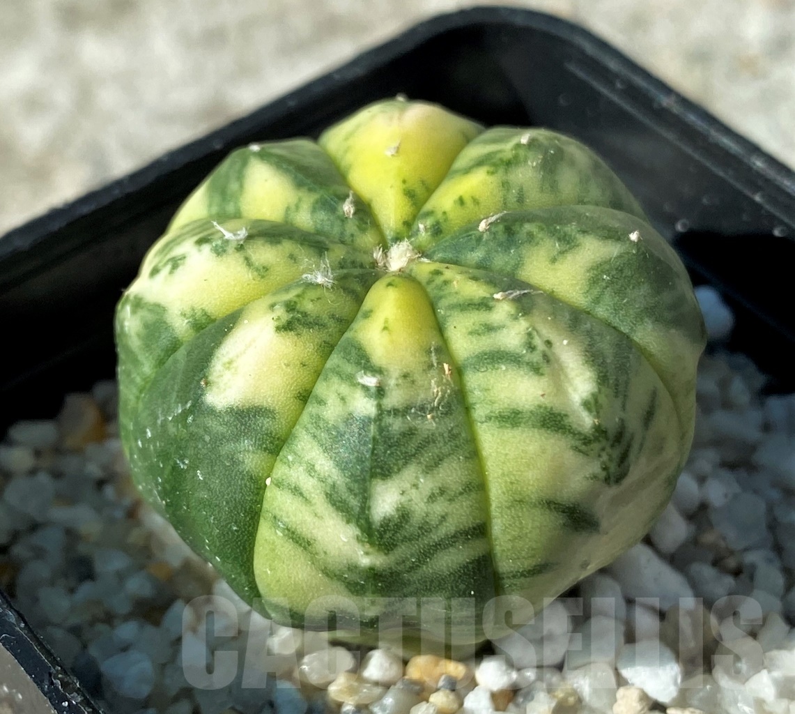 SHPR12153 Astrophytum asterias f. variegata