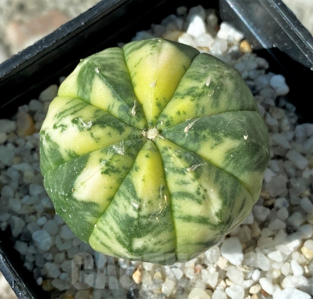 SHPR12153 Astrophytum asterias f. variegata – Bild 2