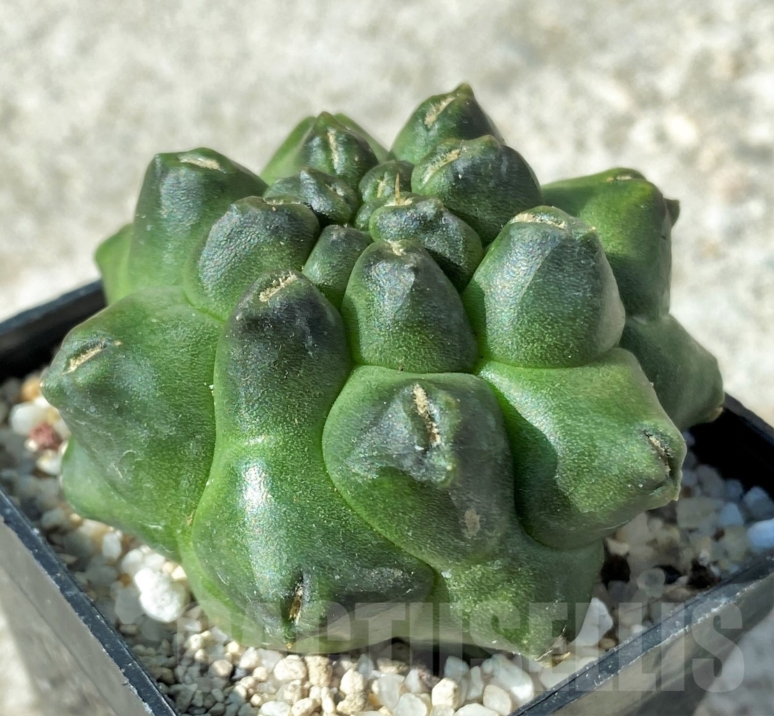SHPR12154 Gymnocalycium ‘Kikko’ f. montrose - Obrázek 2