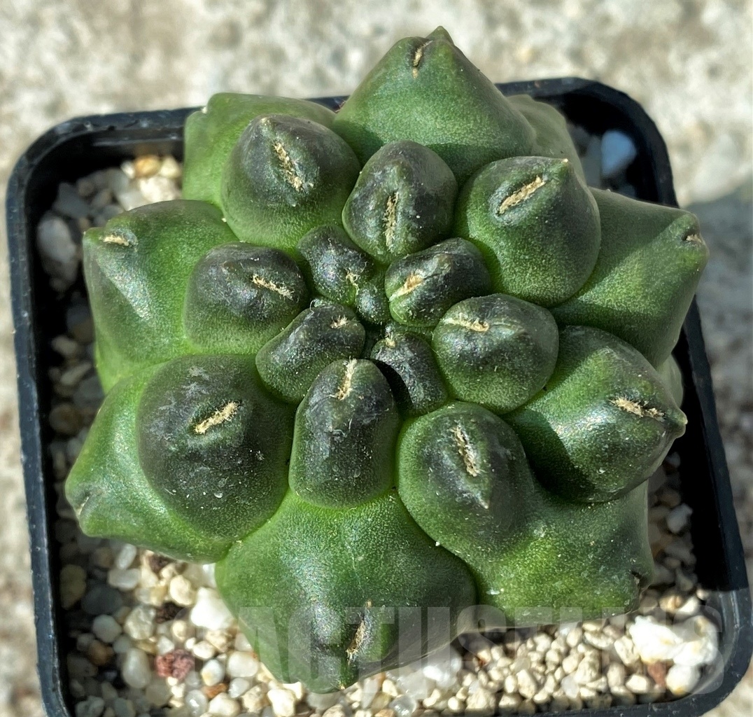SHPR12154 Gymnocalycium ‘Kikko’ f. montrose