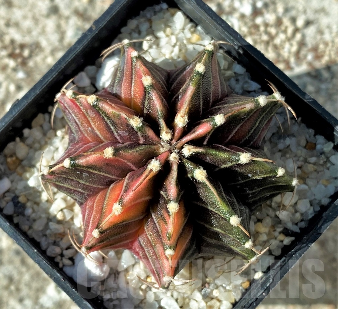 SHPR12156 Gymnocalycium mihanovichii f. variegata - Imagen 2