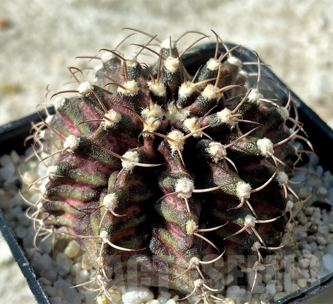 SHPR12160 Gymnocalycium mihanovichii 'T-rex'