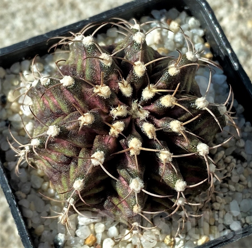 SHPR12160 Gymnocalycium mihanovichii 'T-rex' - Image 2