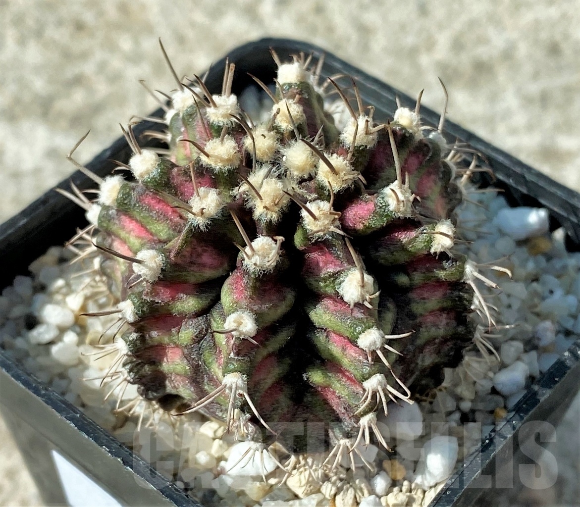 SHPR12165 Gymnocalycium mihanovichii 'T-rex'