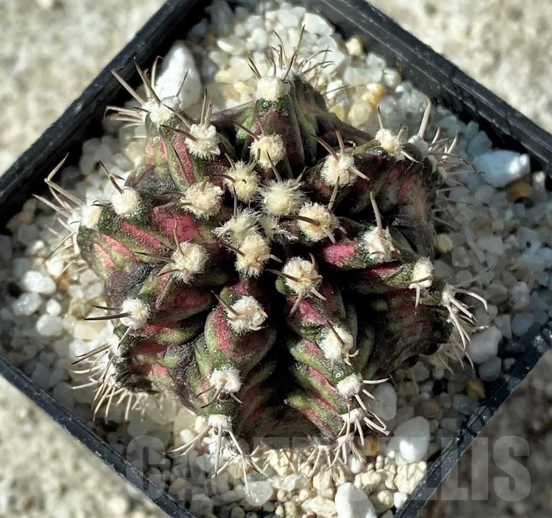 SHPR12165 Gymnocalycium mihanovichii 'T-rex' - Image 2
