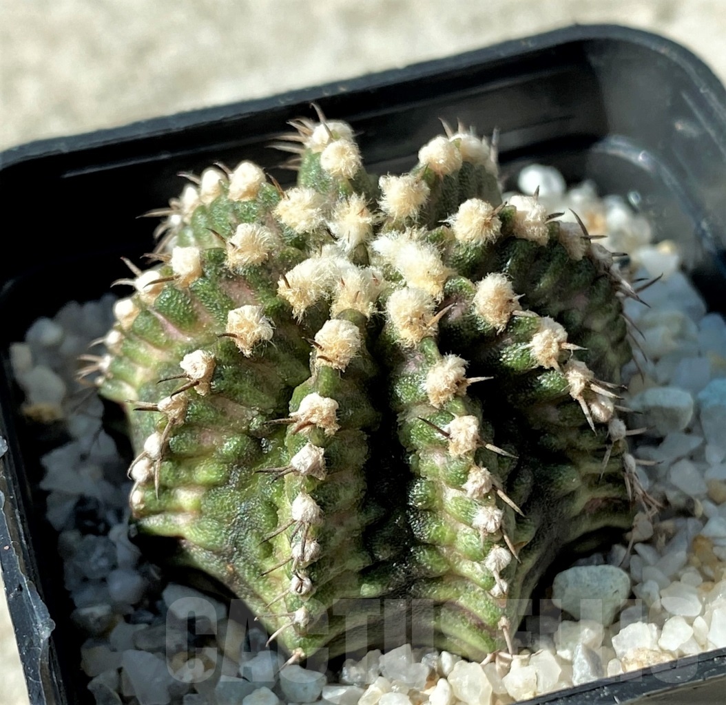 SHPR12166 Gymnocalycium mihanovichii 'T-rex'
