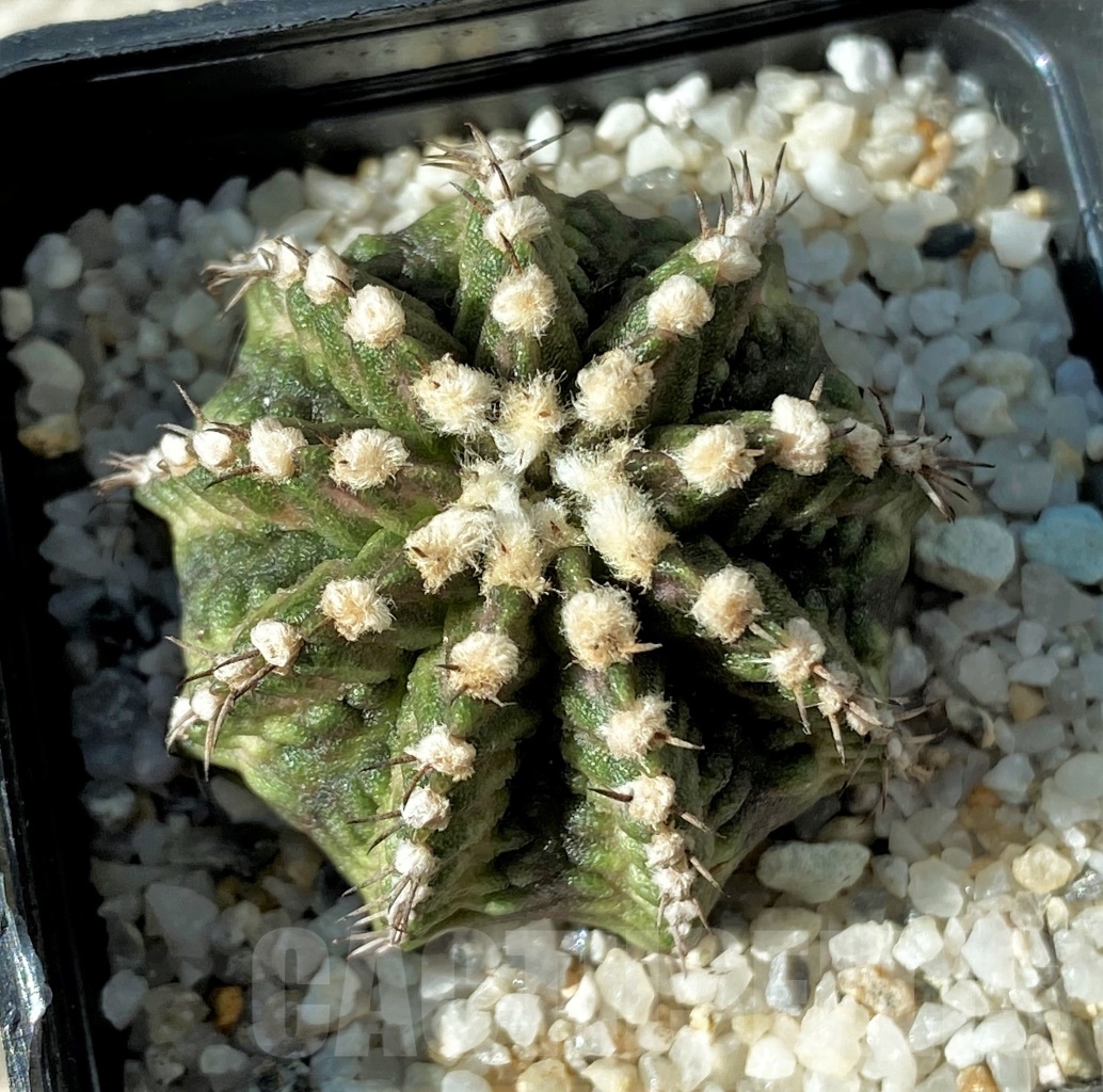 SHPR12166 Gymnocalycium mihanovichii 'T-rex' - Image 2