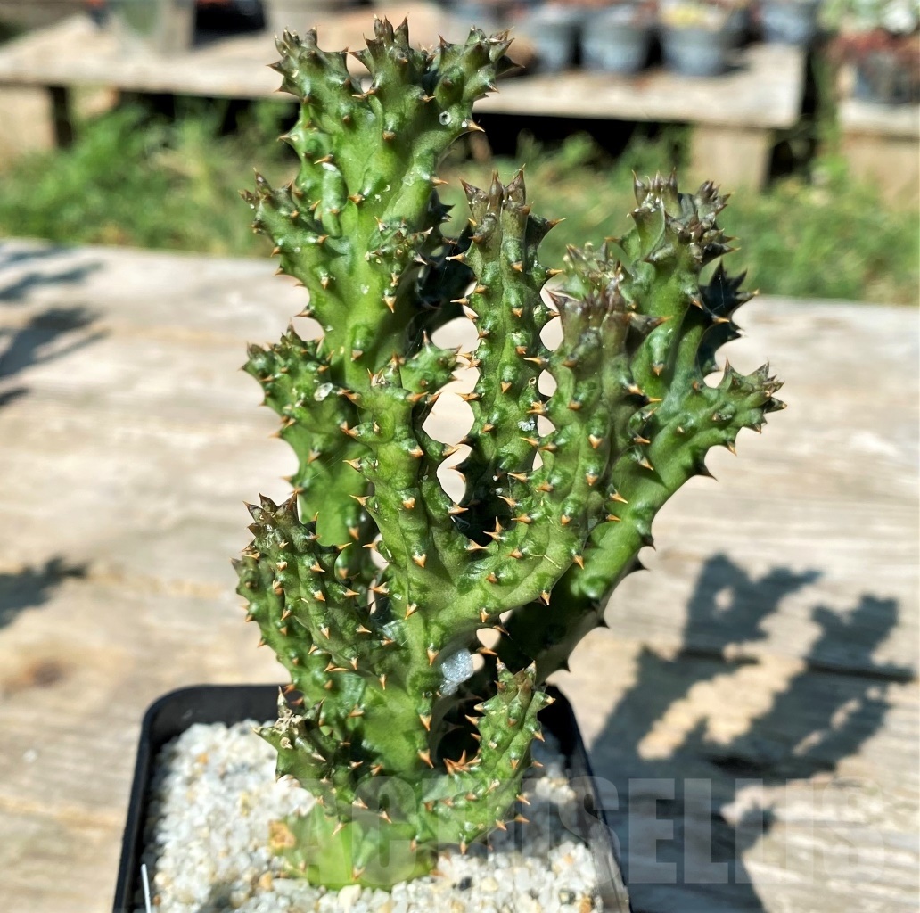 SHPR12168 Edithcolea grandis