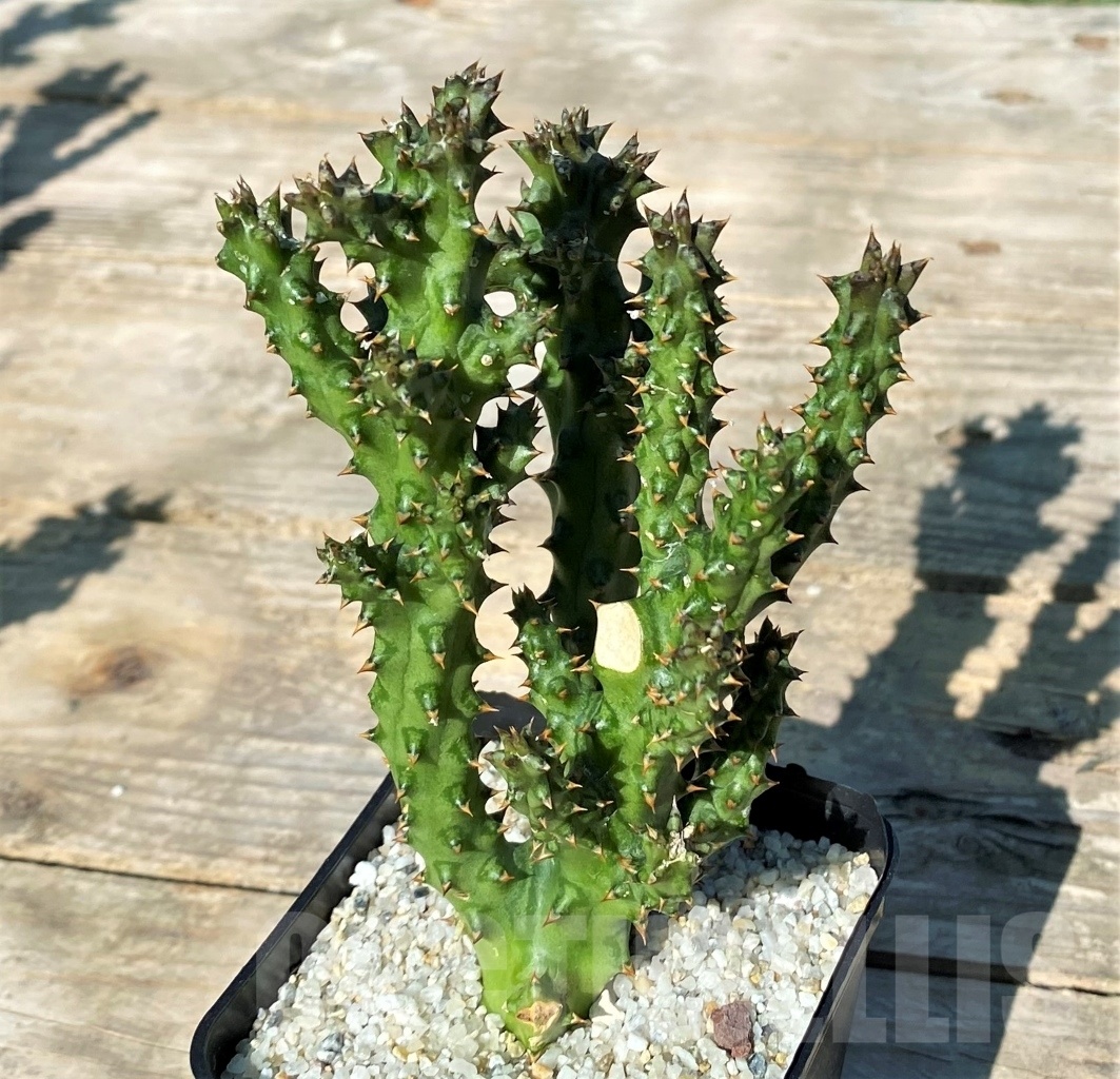 SHPR12168 Edithcolea grandis - Image 2