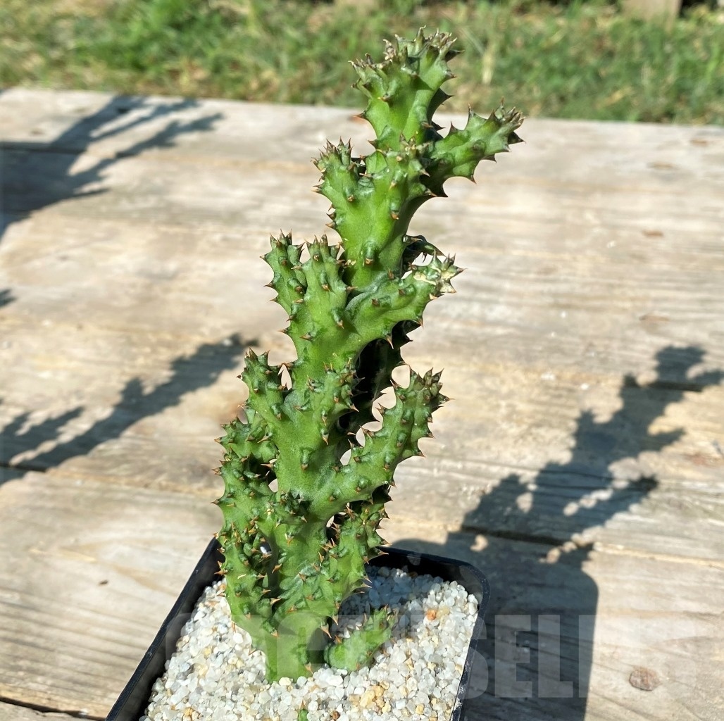 SHPR12170 Edithcolea grandis - Image 2