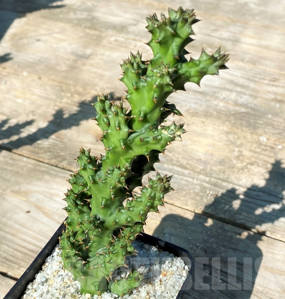 SHPR12170 Edithcolea grandis