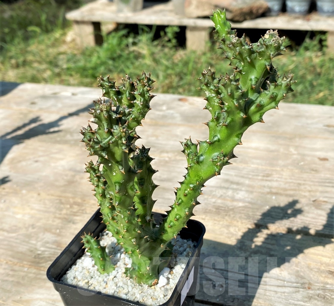 SHPR12172 Edithcolea grandis - Image 2