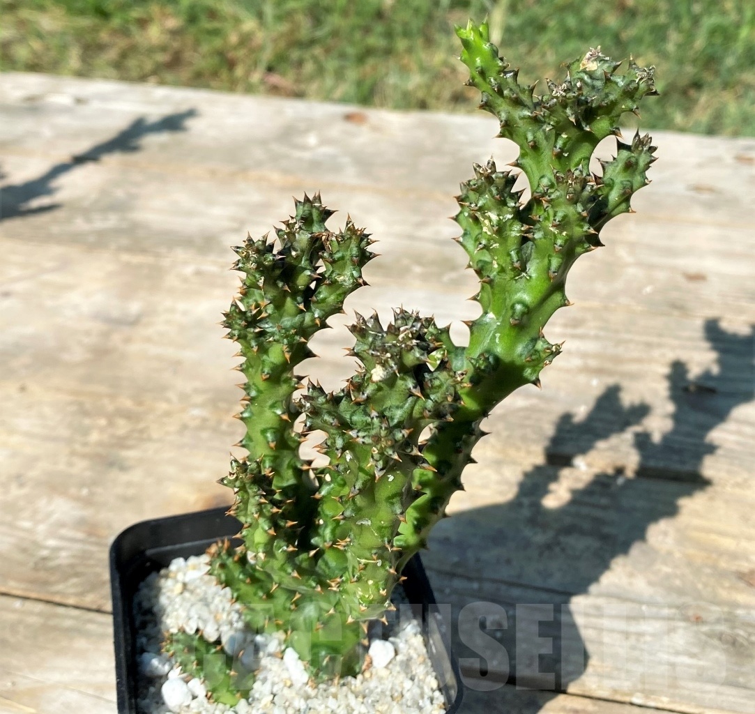 SHPR12172 Edithcolea grandis - Image 3