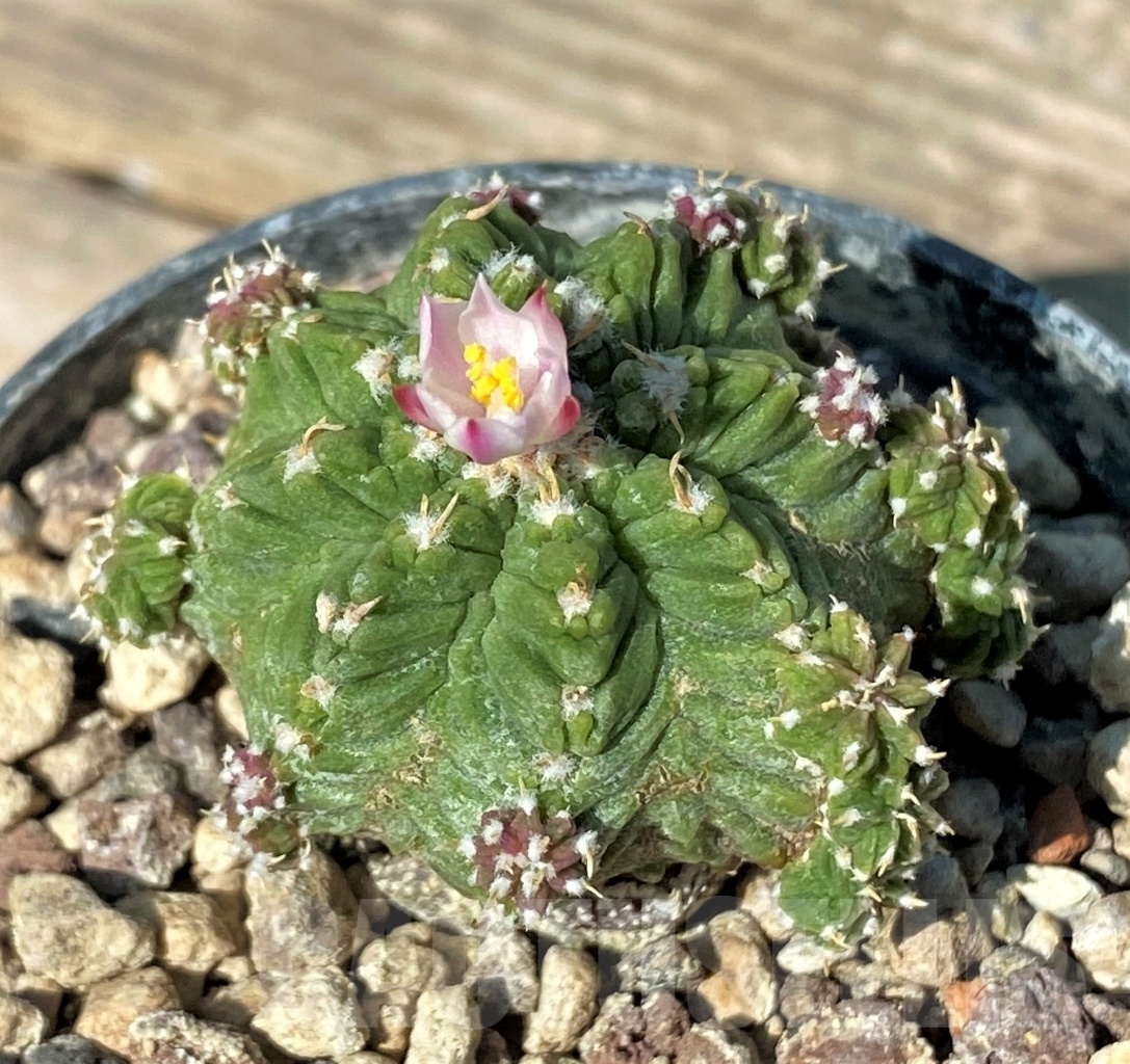 SHPR9608 Aztekum ritteri VM 1077, clone 04, Montemorelos, Nuevo Leon, Mexico, grafted