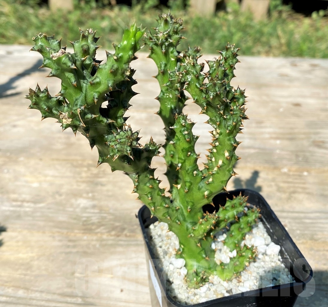 SHPR12172 Edithcolea grandis