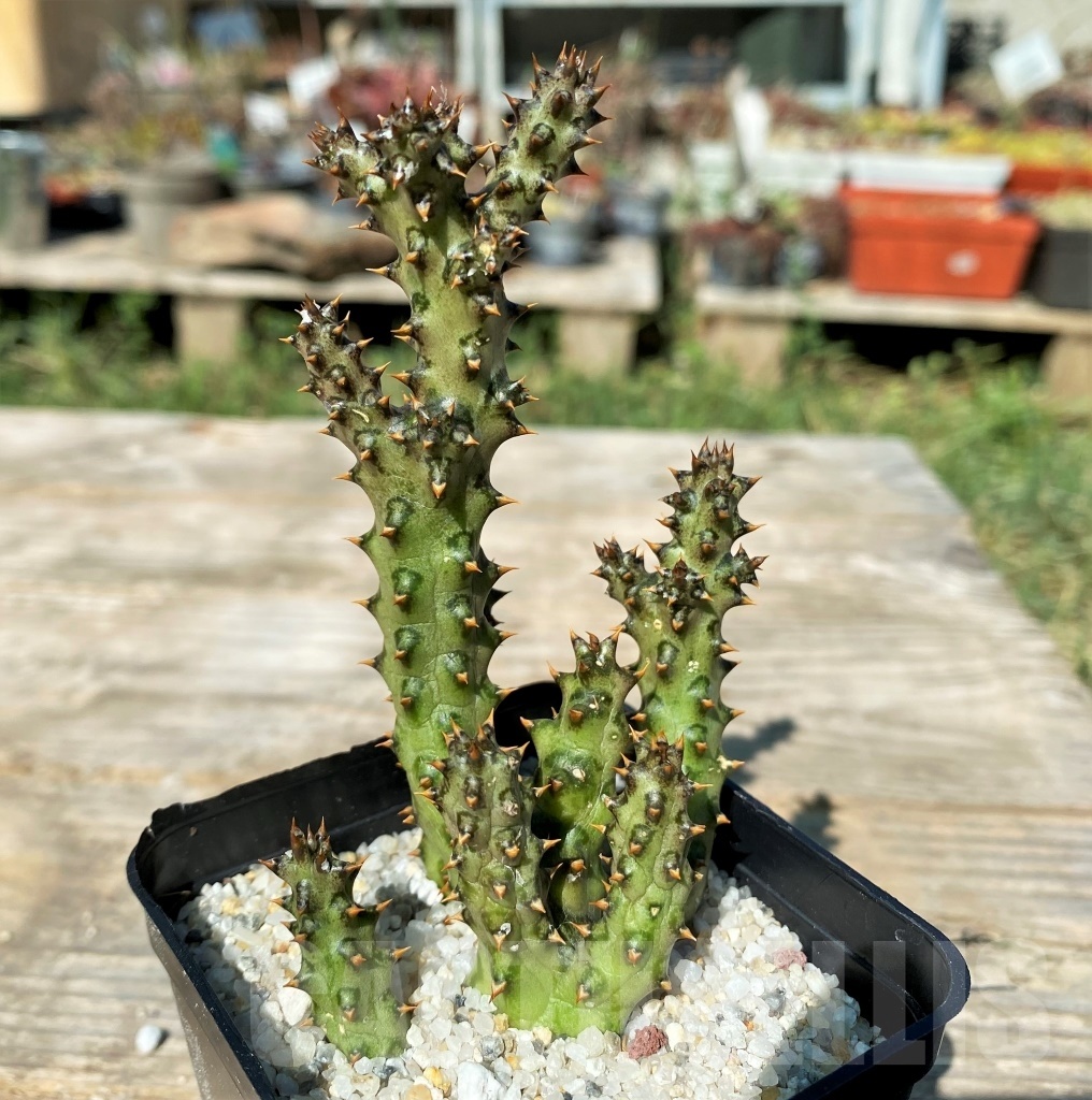 SHPR12176 Edithcolea grandis - Image 2