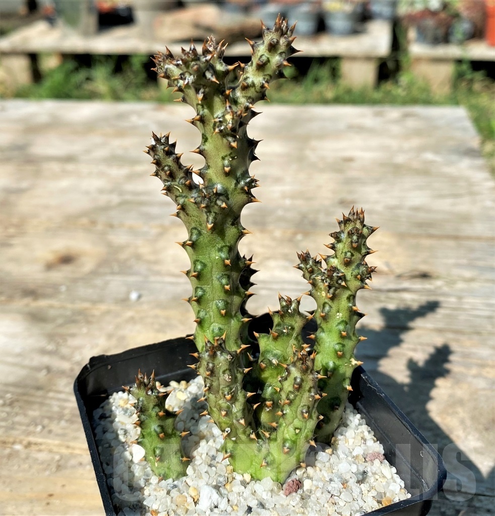 SHPR12176 Edithcolea grandis