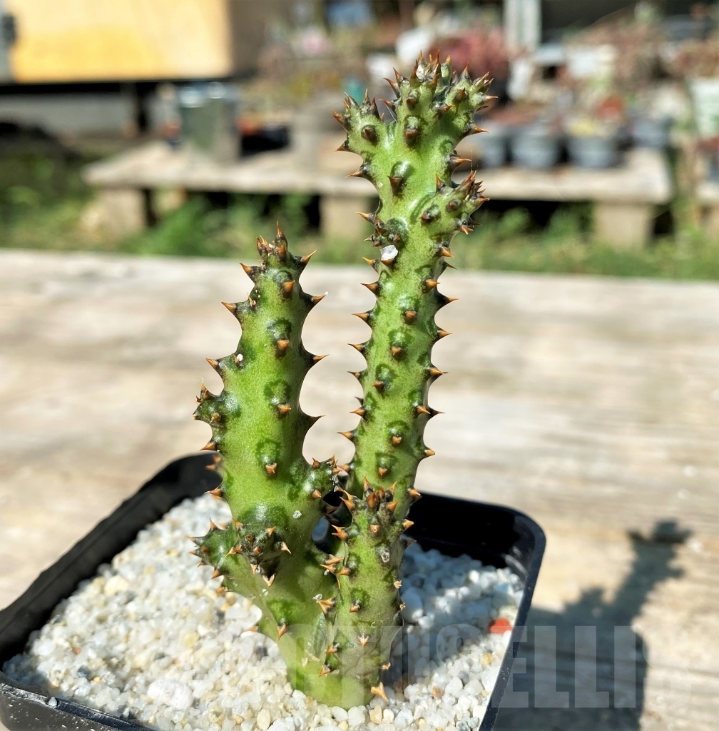 SHPR12177 Edithcolea grandis