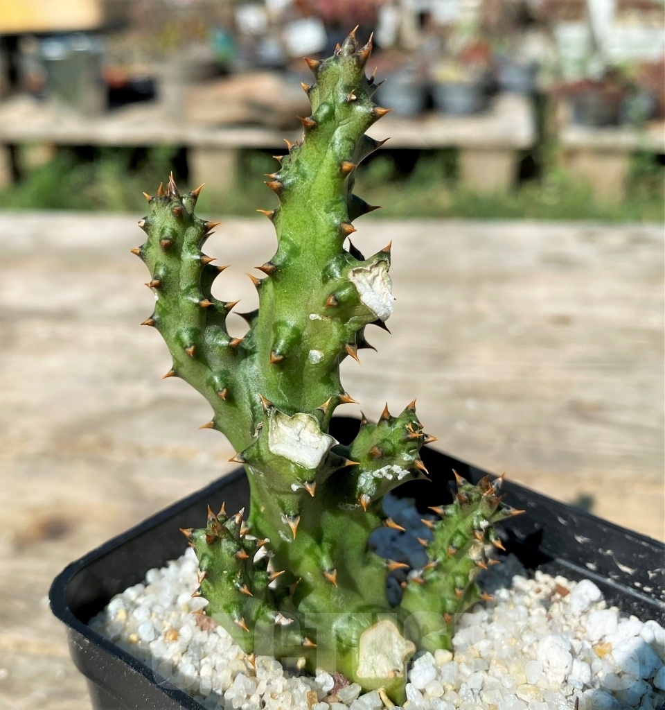 SHPR12179 Edithcolea grandis