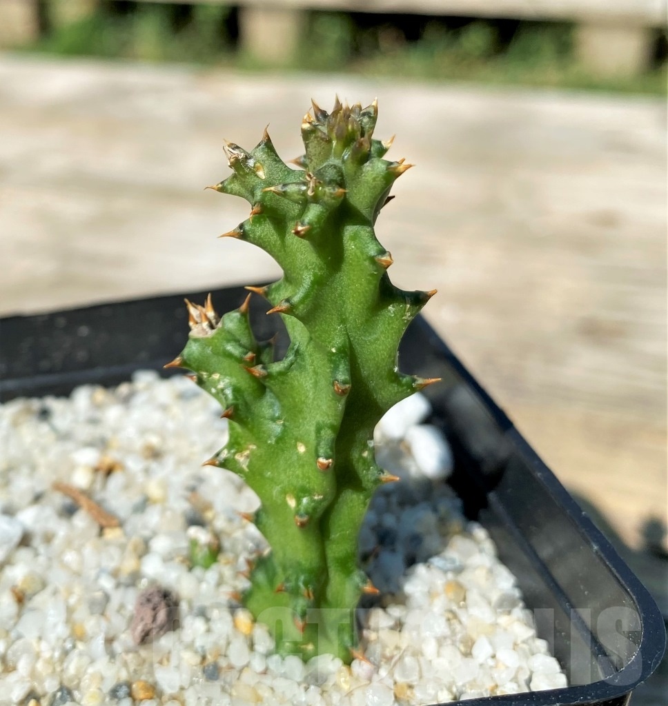 SHPR12180 Edithcolea grandis