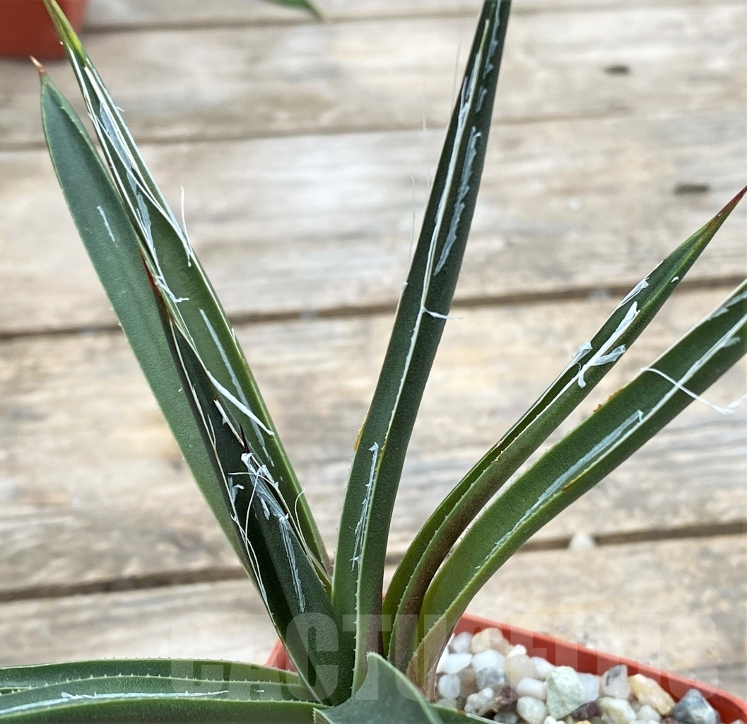SHPR4137 Agave toumeyana - Image 3
