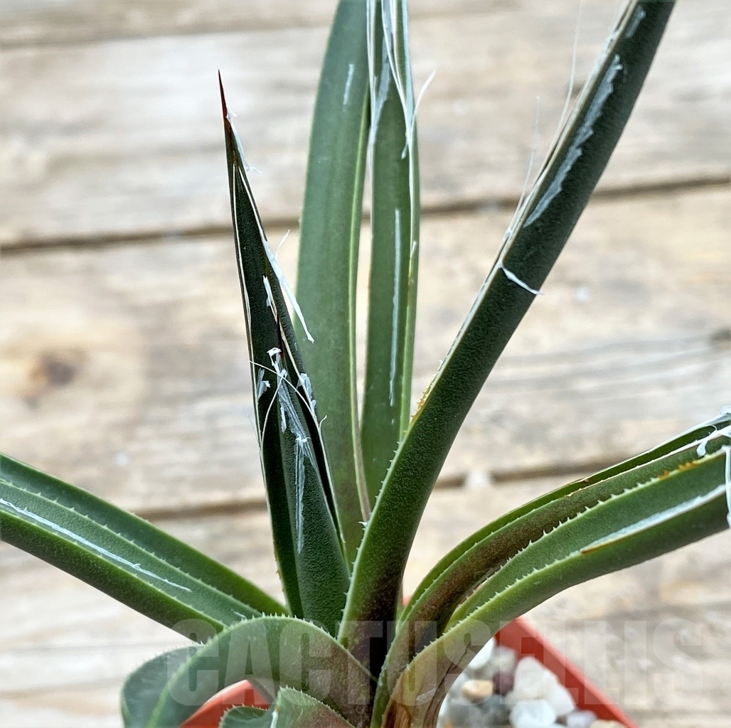 SHPR4137 Agave toumeyana