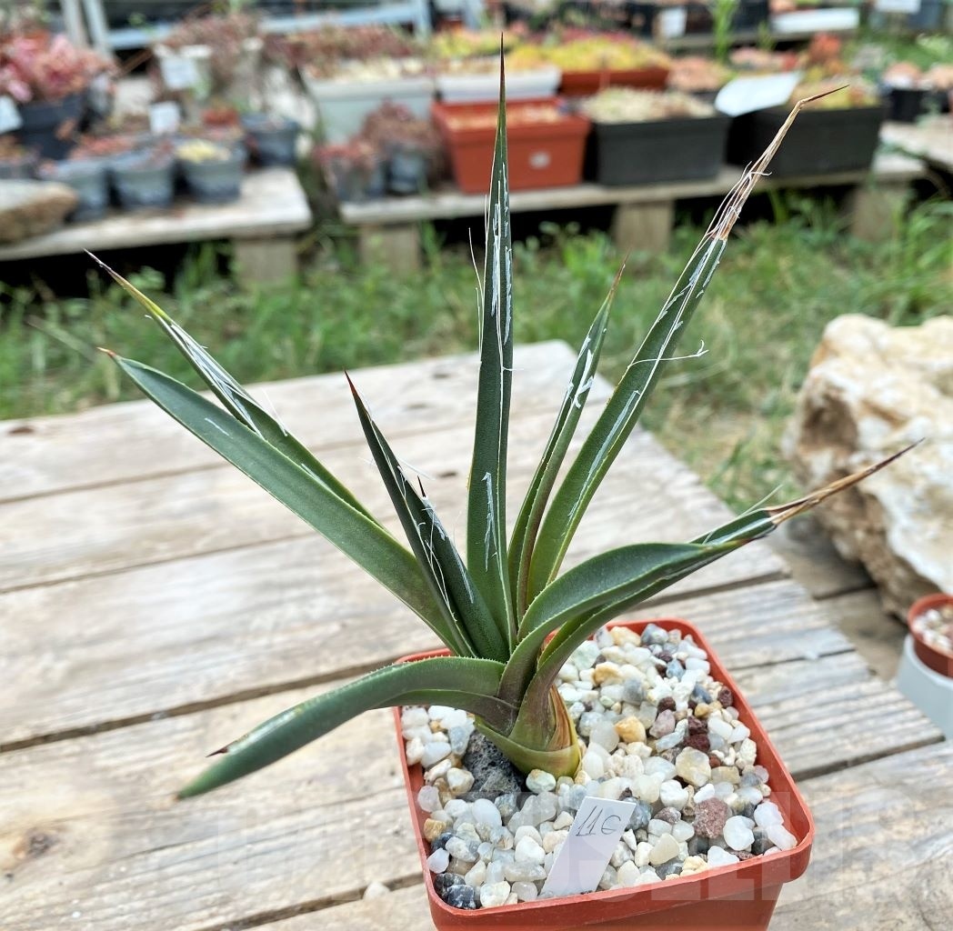 SHPR4137 Agave toumeyana - Image 2