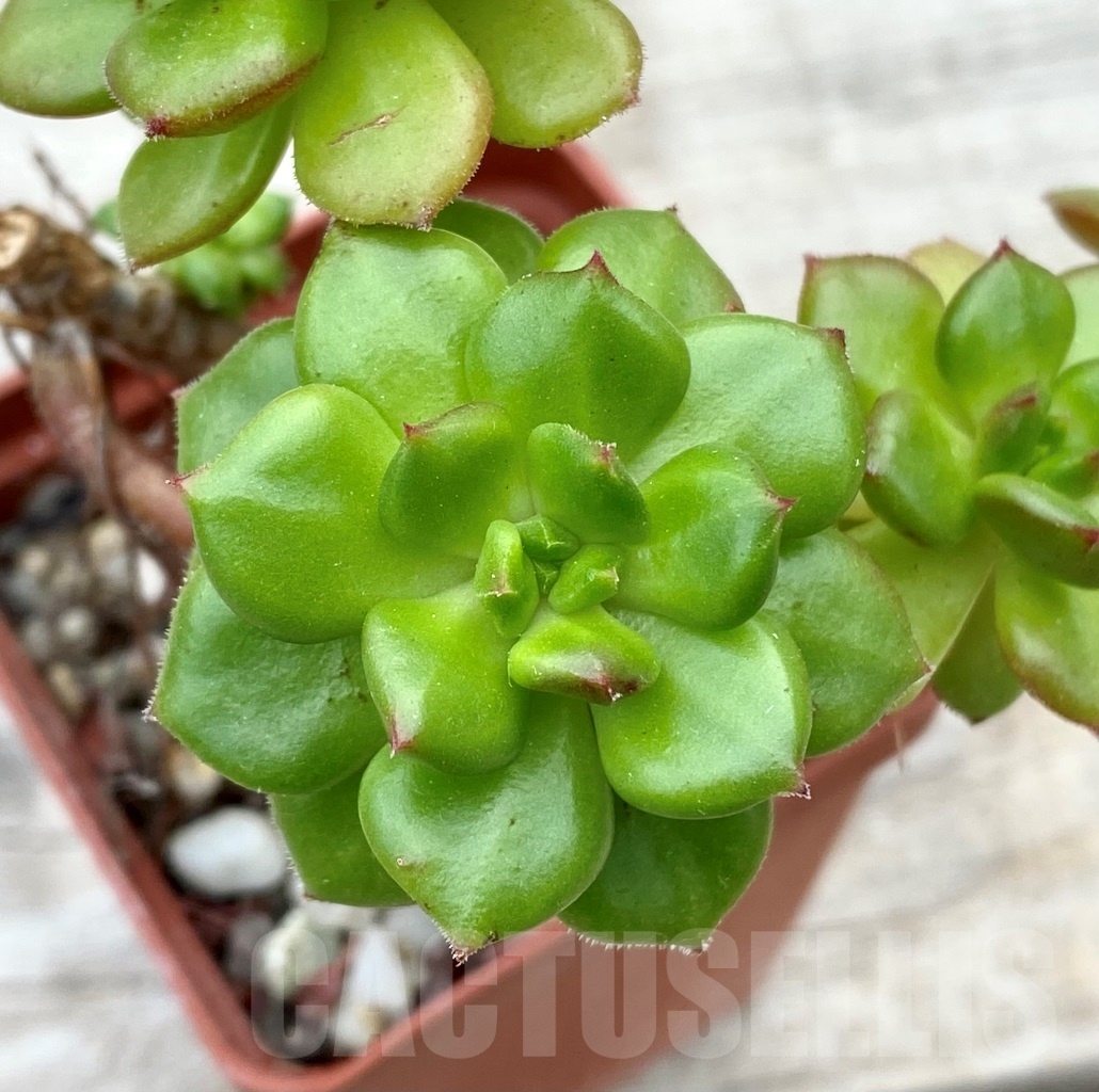 SHPR12809 Sedeveria 'Letizia'