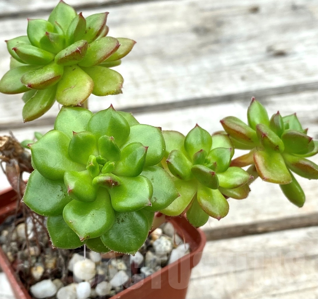 SHPR12809 Sedeveria 'Letizia' - Зображення 2