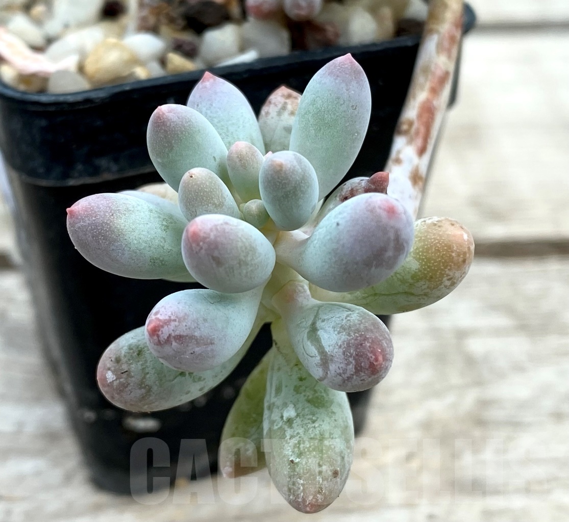 SHPR12833 Pachyphytum machucae 'Baby Finger'
