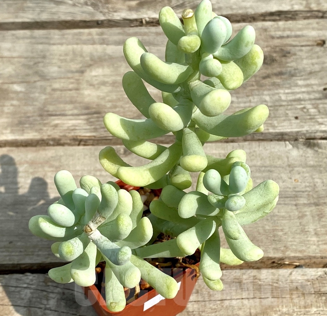 SHPR12834 Sedum 'Banana pretty'