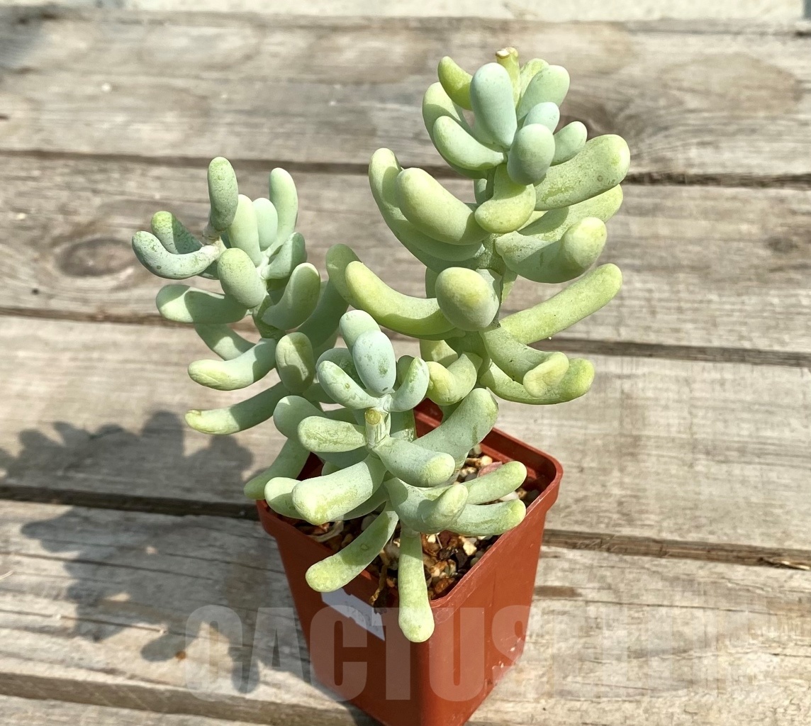 SHPR12834 Sedum 'Banana pretty' - Image 2