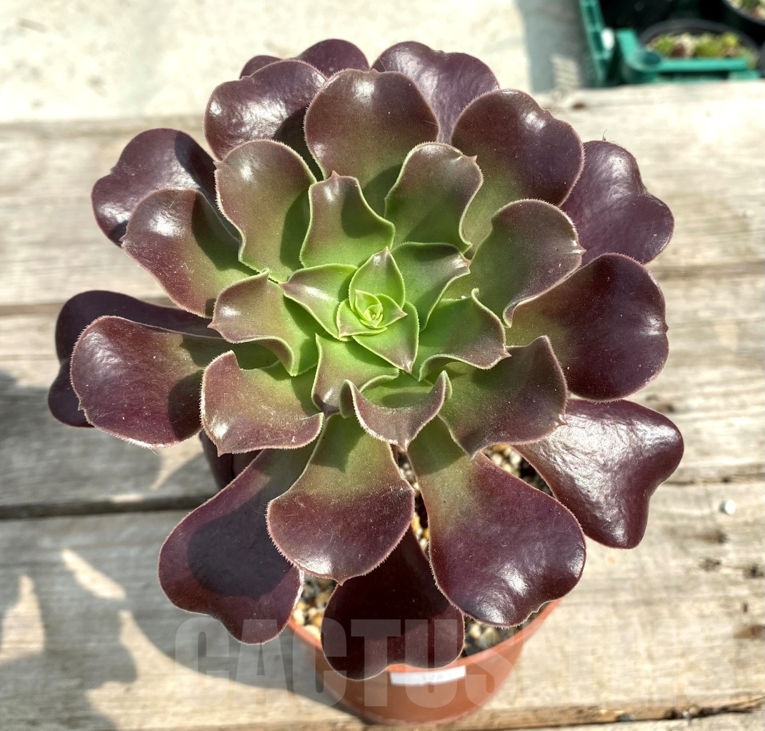 SHPR12835 Aeonium 'Velour'